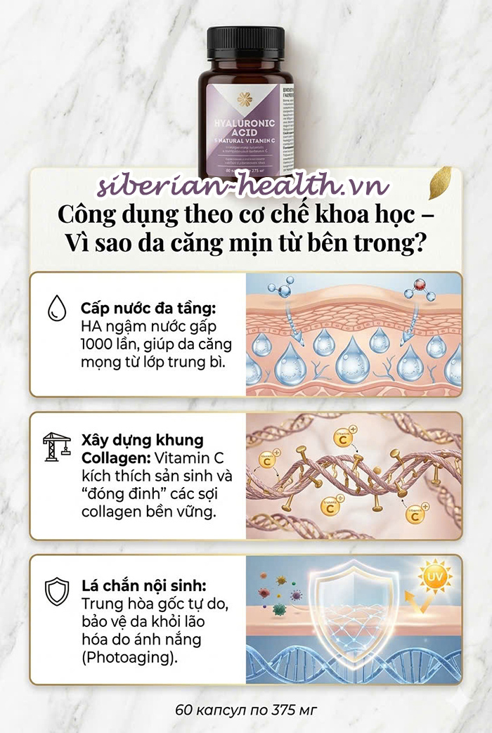 Cơ chế 3 trụ cột giúp giữ nước lớp trung bì và bảo vệ cấu trúc Collagen của viên uống HA Siberian Wellness.